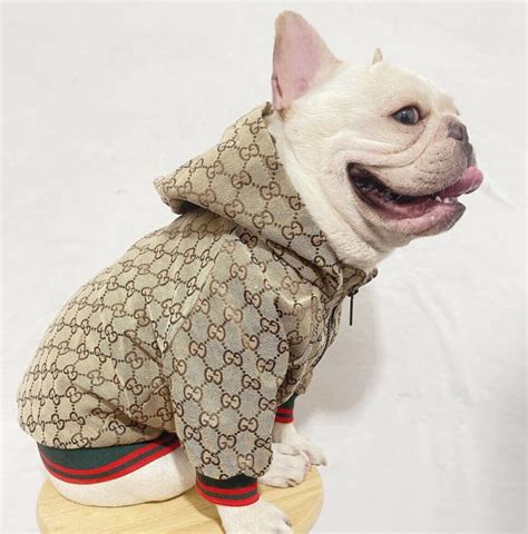 gucci dog raincoat